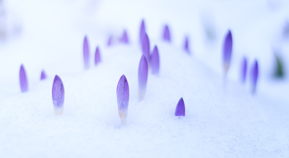 Article Lent Flowers