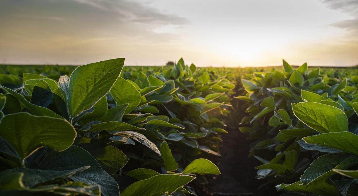 Field of crops 72px