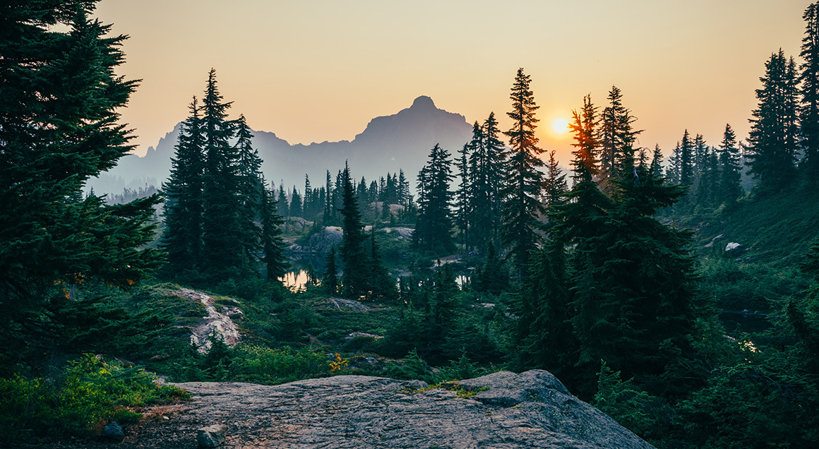 Forest 72px