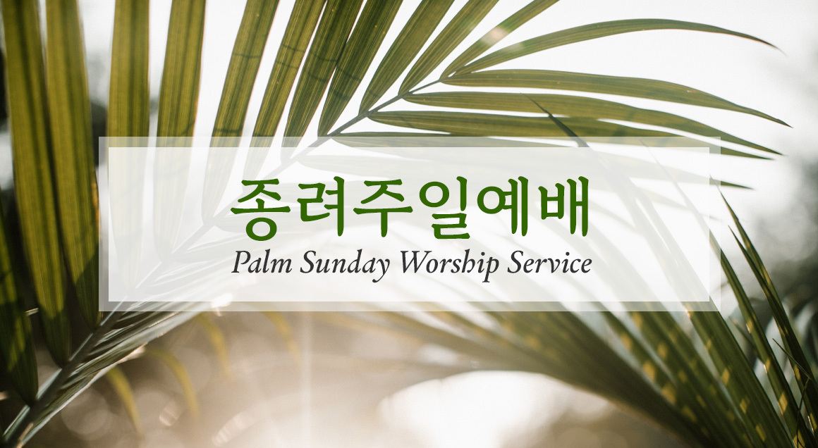 Palm Sun KOR Article